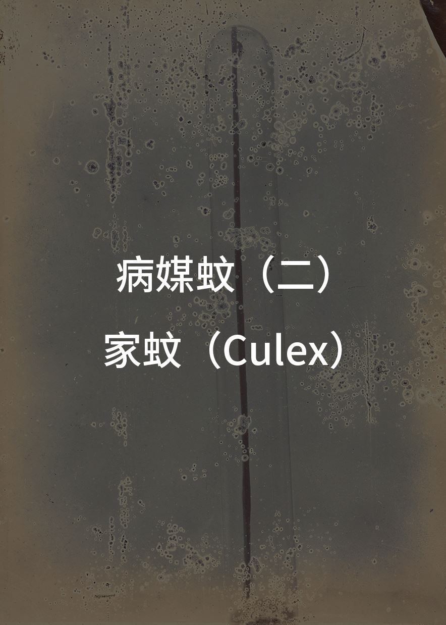 病媒蚊（二） 家蚊 （Culex） 